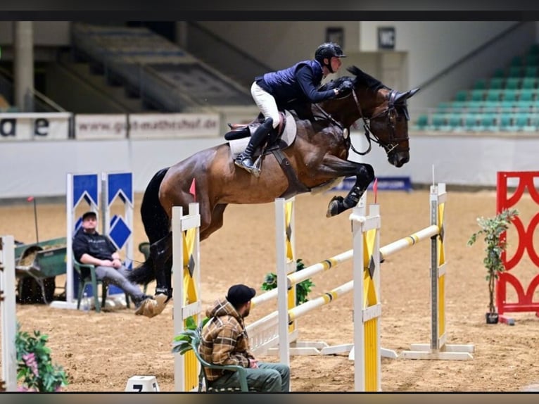 Holsteiner Jument 9 Ans 169 cm Bai brun in Oberstadion