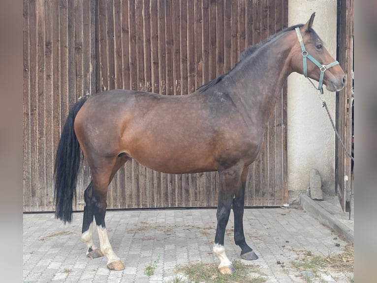 Holsteiner Jument 9 Ans 170 cm Bai brun in Traunreut