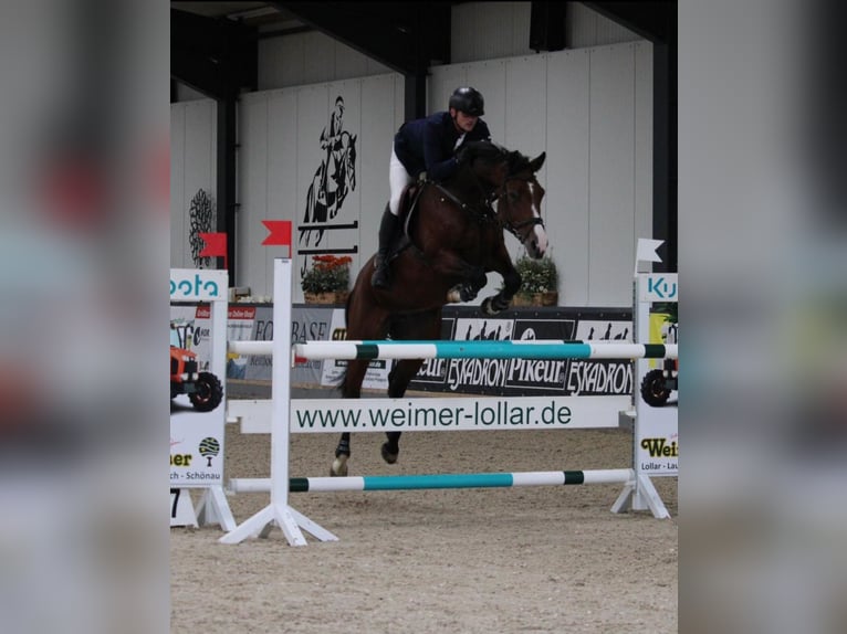 Holsteiner Jument 9 Ans 170 cm Bai in Hardegsen