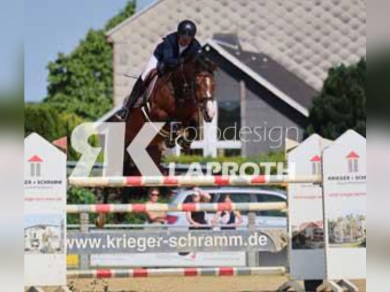 Holsteiner Jument 9 Ans 170 cm Bai in Hardegsen