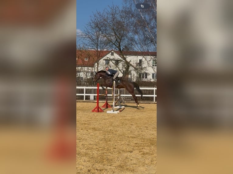 Holsteiner Jument 9 Ans 172 cm Alezan brûlé in Chemnitz