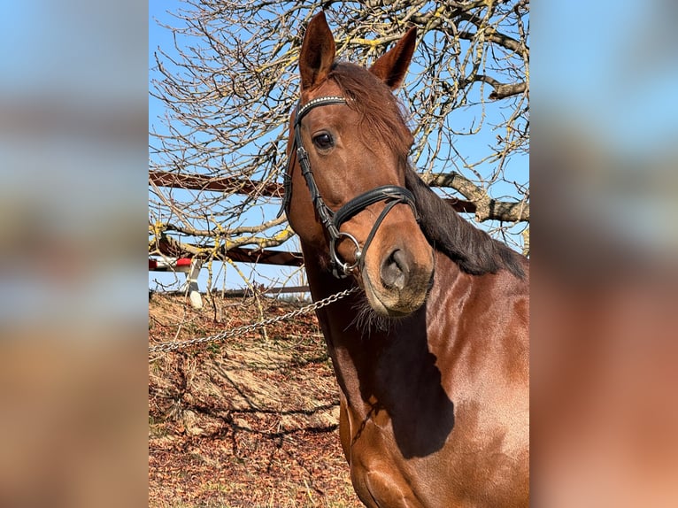 Holsteiner Jument 9 Ans 172 cm Alezan brûlé in Chemnitz