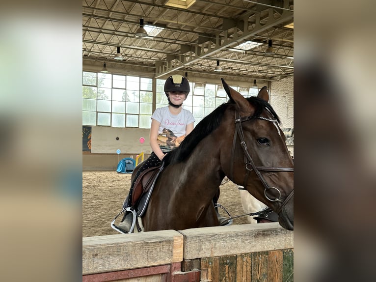 Holsteiner Jument 9 Ans 173 cm Bai brun in Ludwigshafen am Rhein