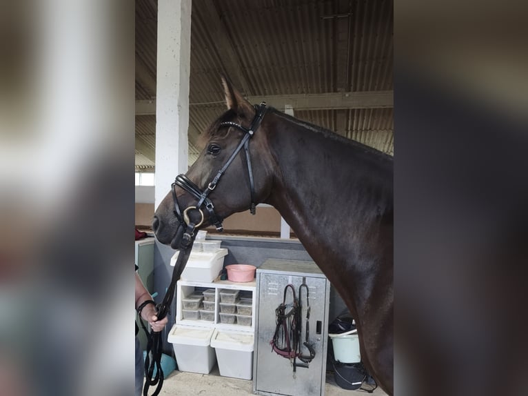Holsteiner Jument 9 Ans 173 cm Bai in Frankfurt (Oder)
