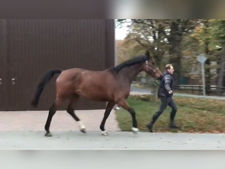 Holsteiner Jument 9 Ans 173 cm Bai in Ganderkesee