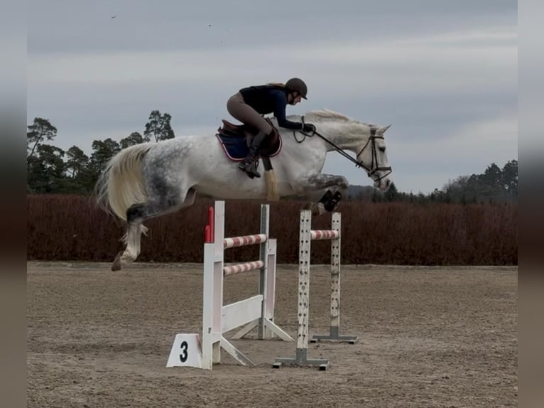 Holsteiner Jument 9 Ans 173 cm Gris in Riet (Neftenbach)