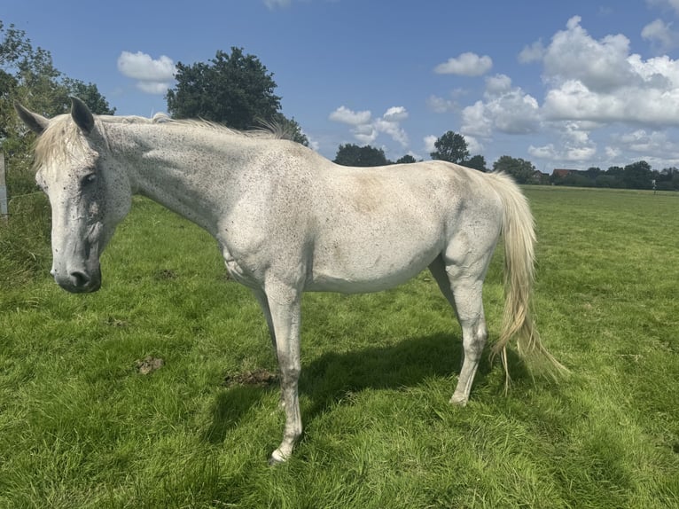 Holsteiner Jument 9 Ans 173 cm Gris pommelé in Butjadingen