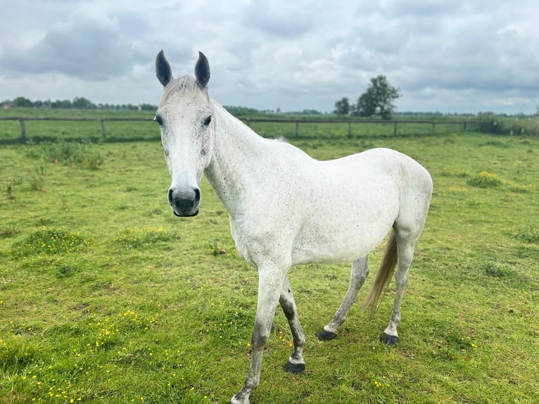 Holsteiner Jument 9 Ans 173 cm Gris pommelé in Butjadingen