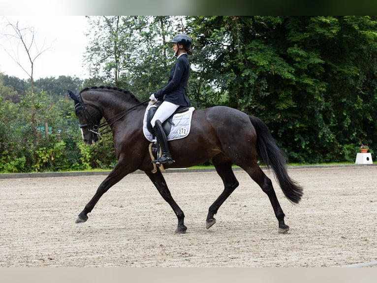 Holsteiner Jument 9 Ans 174 cm Bai brun foncé in Tarp