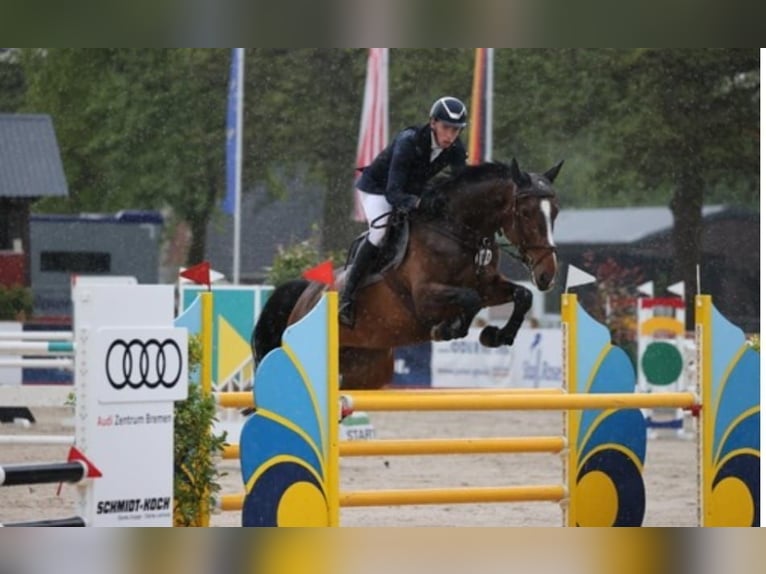 Holsteiner Jument 9 Ans 175 cm Bai in Hanerau-Hademarschen