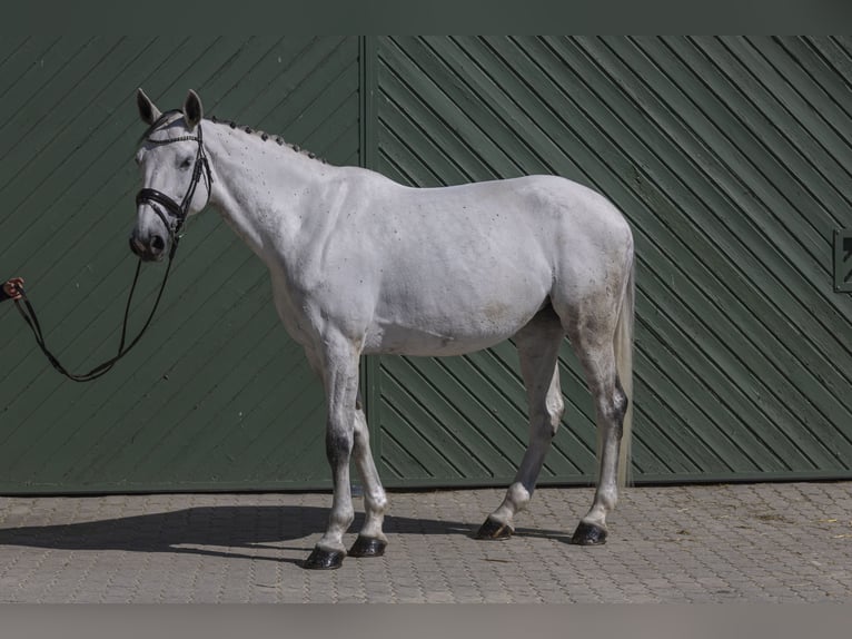 Holsteiner Jument 9 Ans 175 cm Gris in Pischertshofen
