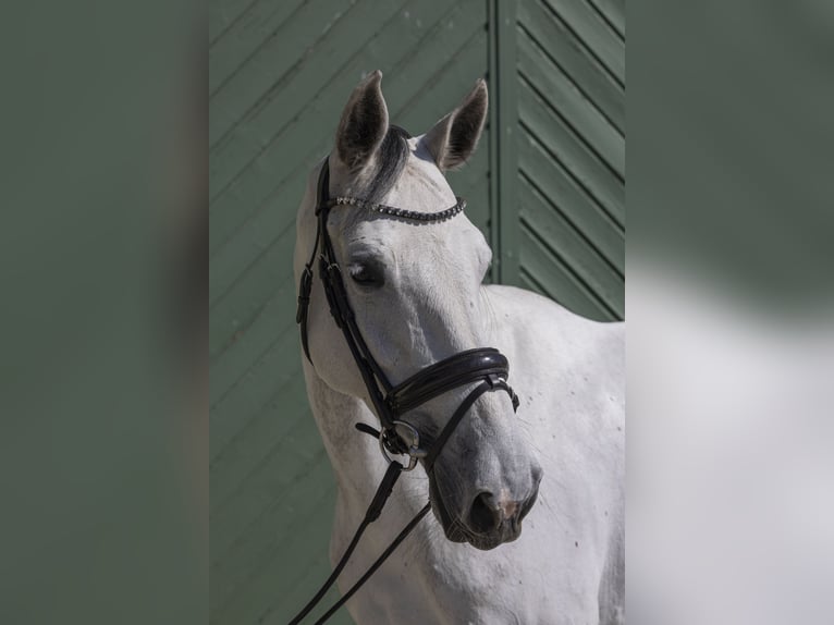 Holsteiner Jument 9 Ans 175 cm Gris in Pischertshofen