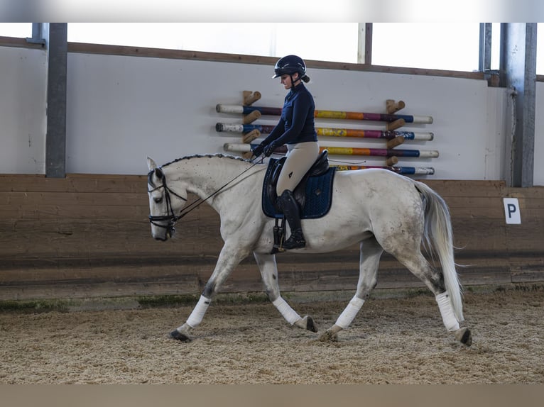 Holsteiner Jument 9 Ans 175 cm Gris in Pischertshofen