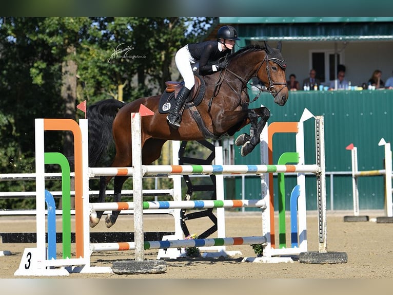 Holsteiner Jument 9 Ans 179 cm Bai brun in Brechen