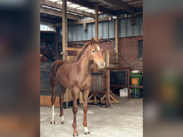 Holsteiner Jument Poulain (05/2025) 168 cm Alezan in W&#xF6;hrden