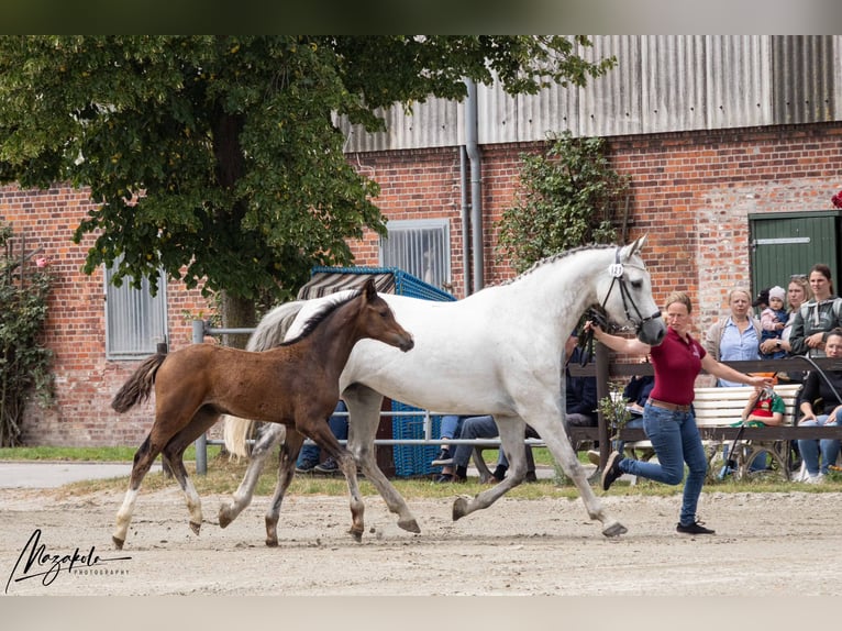 Holsteiner Jument Poulain (04/2026) 168 cm Bai in Averlak