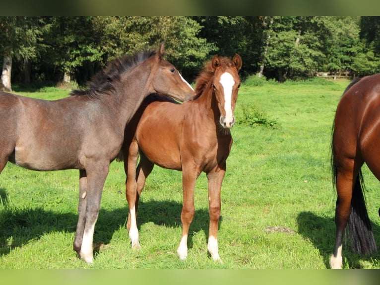 Holsteiner Jument Poulain (05/2026) 170 cm Alezan in Basthorst