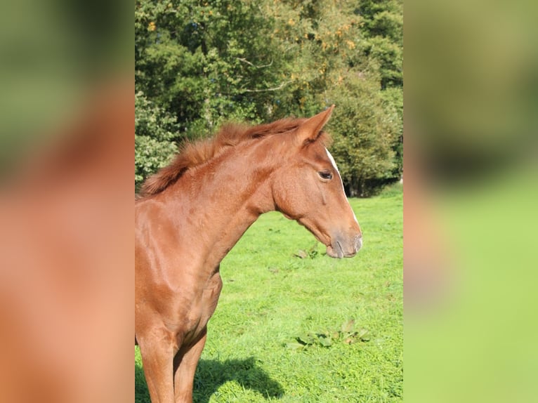 Holsteiner Jument Poulain (05/2026) 170 cm Alezan in Basthorst