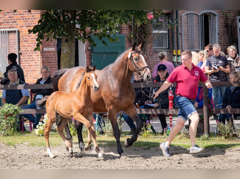 Holsteiner Jument Poulain (05/2023) 170 cm Bai in Averlak