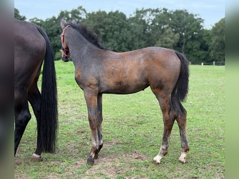Holsteiner Jument Poulain (06/2026) 170 cm Gris in Lauenburg