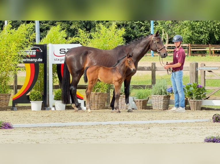 Holsteiner Jument Poulain (06/2026) 170 cm Peut devenir gris in Lauenburg