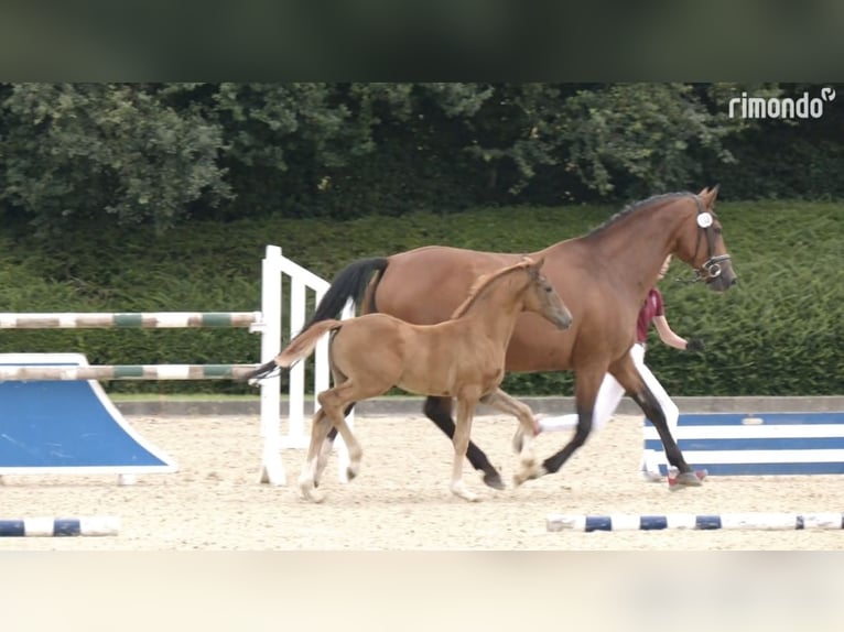 Holsteiner Jument Poulain (05/2025) Alezan brûlé in Haseldorf