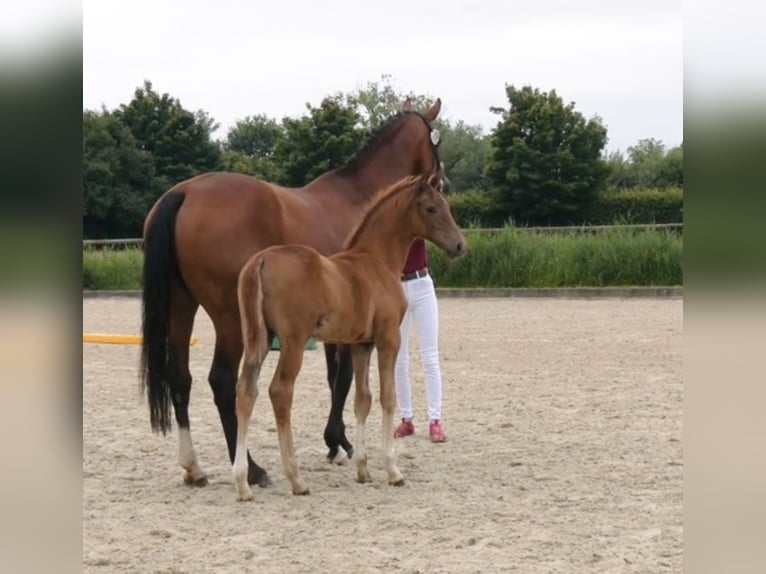 Holsteiner Jument Poulain (05/2025) Alezan brûlé in Haseldorf