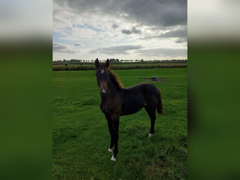 Holsteiner Jument Poulain (04/2026) Bai brun in Witzwort