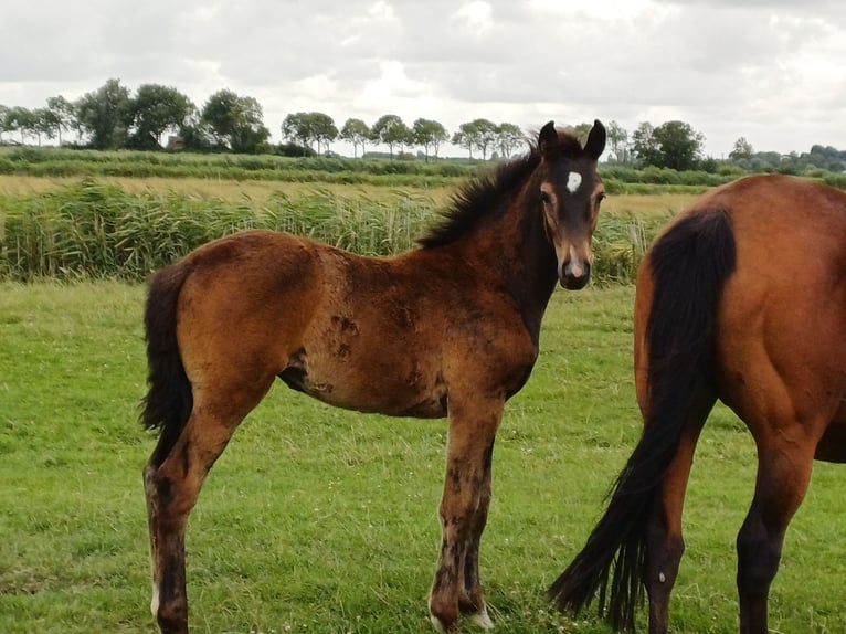 Holsteiner Jument Poulain (04/2026) Bai brun in Witzwort