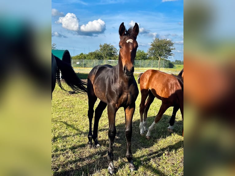 Holsteiner Jument Poulain (04/2026) Bai brun in Ladelund
