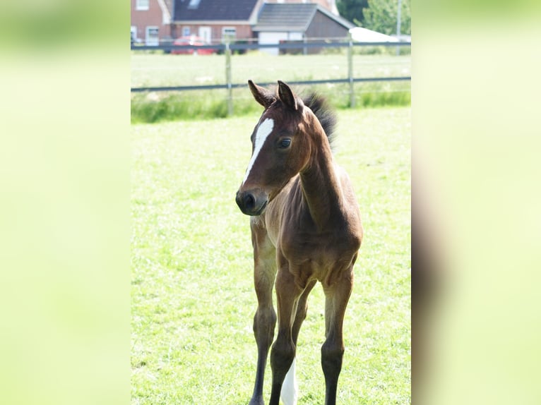 Holsteiner Jument Poulain (05/2025) Bai brun in Neustadt in Holstein