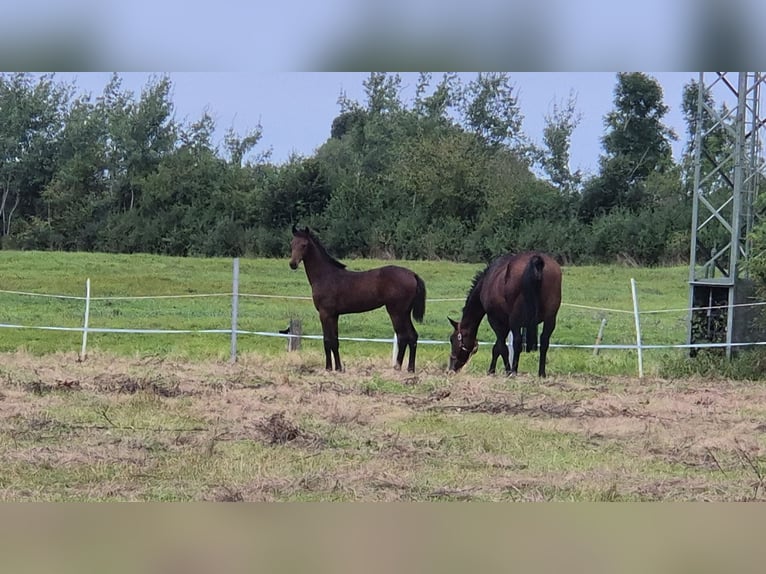 Holsteiner Jument Poulain (05/2026) Bai brun in Sandesneben