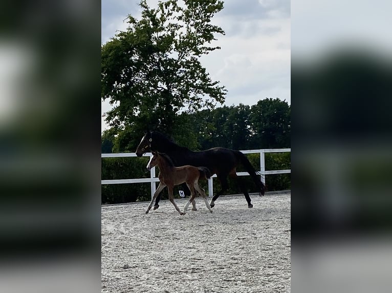 Holsteiner Jument  Bai in Bocholt