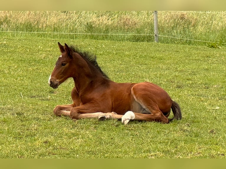 Holsteiner Jument  Bai in Lüdersburg