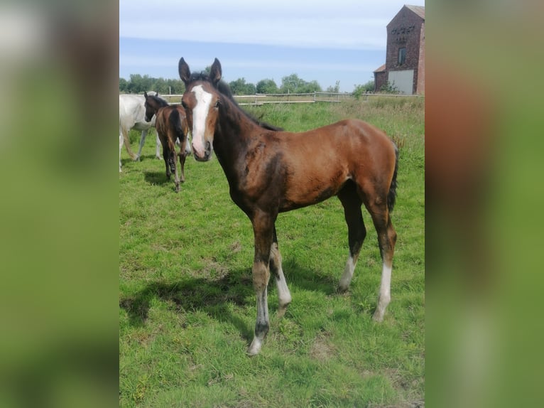 Holsteiner Jument Poulain (03/2024) Bai in Elpersbüttel