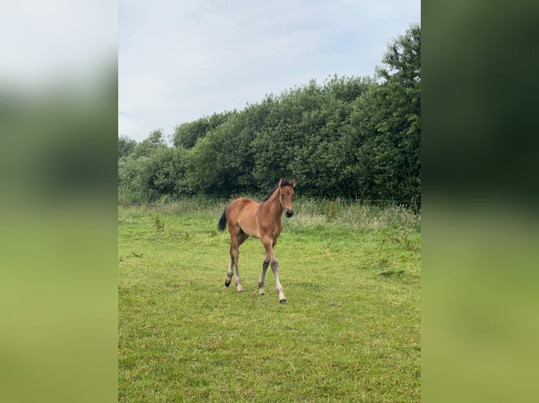 Holsteiner Jument Poulain (05/2026) Bai in Mildstedt