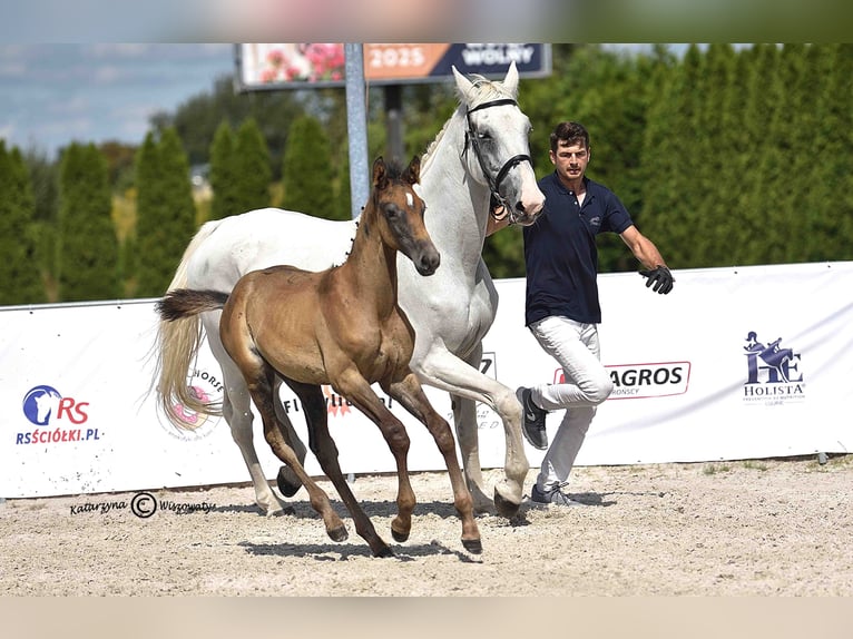 Holsteiner Jument Poulain (06/2025) Gris in Gorlice