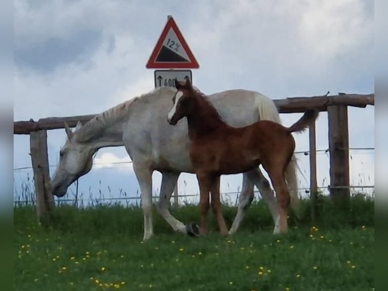 Holsteiner Jument Poulain (03/2026) Gris in Runkel