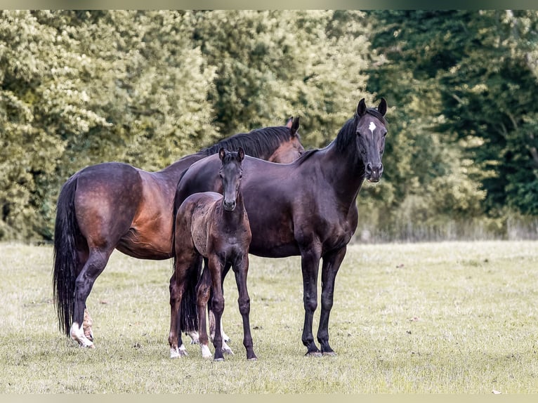 Holsteiner Jument Poulain (05/2026) Peut devenir gris in Owschlag