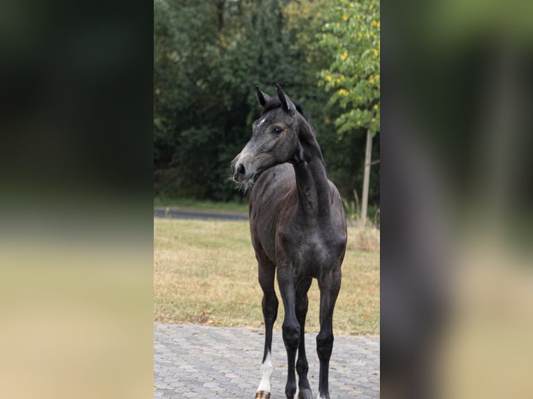 Holsteiner Jument Poulain (01/2025) Peut devenir gris in Moringen