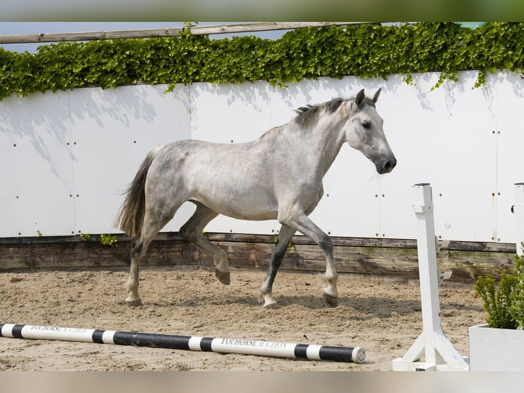 Holsteiner Merrie 10 Jaar 157 cm Schimmel in Waddinxveen