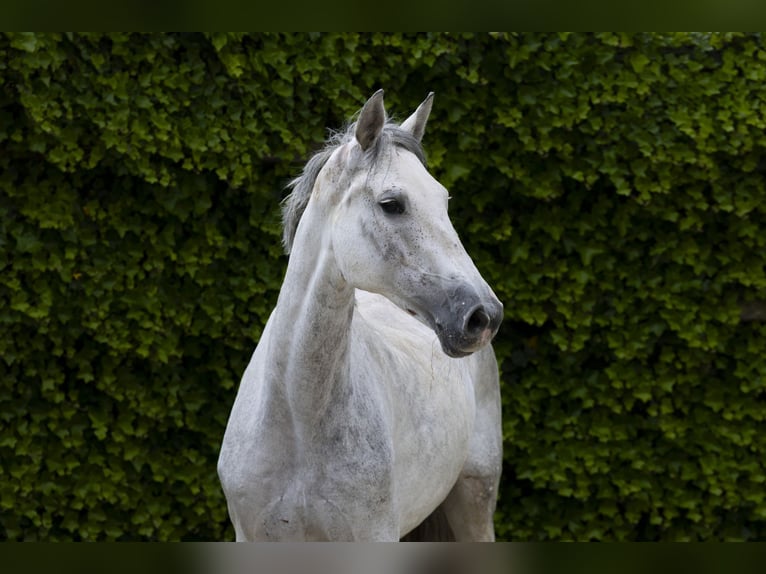 Holsteiner Merrie 10 Jaar 157 cm Schimmel in Waddinxveen