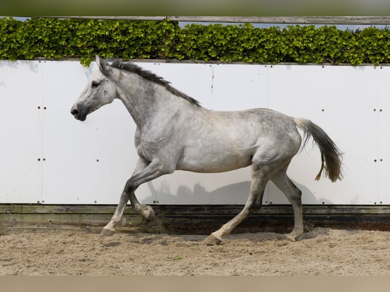 Holsteiner Merrie 10 Jaar 157 cm Schimmel in Waddinxveen