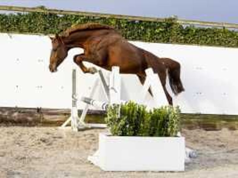 Holsteiner Merrie 10 Jaar 160 cm Vos in Waddinxveen