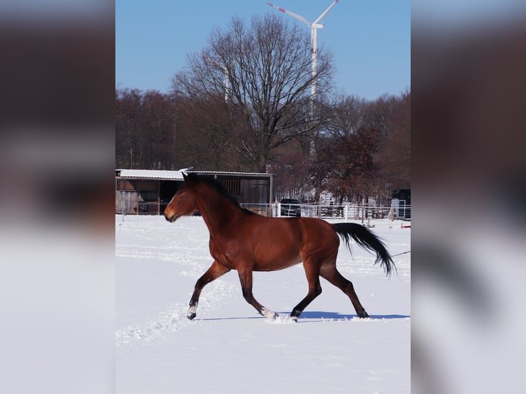 Holsteiner Merrie 10 Jaar 162 cm Bruin in Wulfsen
