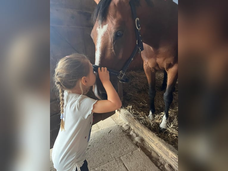 Holsteiner Merrie 10 Jaar 162 cm Bruin in Wulfsen