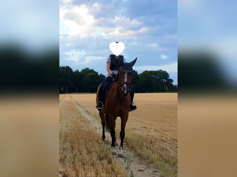 Holsteiner Merrie 10 Jaar 162 cm Bruin in Wulfsen