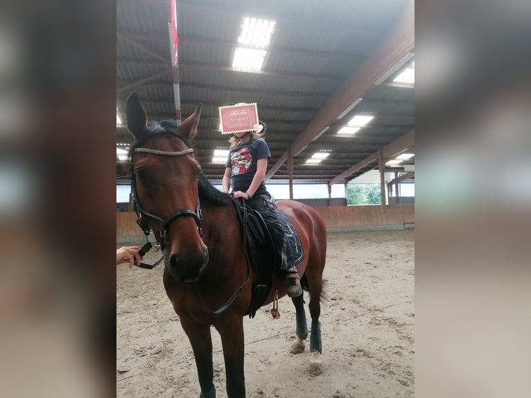 Holsteiner Merrie 10 Jaar 163 cm Bruin in Diekhusen-Fahrstedt