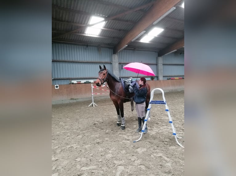 Holsteiner Merrie 10 Jaar 163 cm Bruin in Diekhusen-Fahrstedt