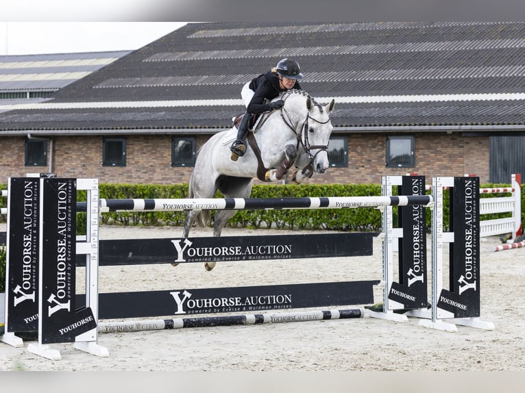 Holsteiner Merrie 10 Jaar 164 cm Schimmel in Waddinxveen